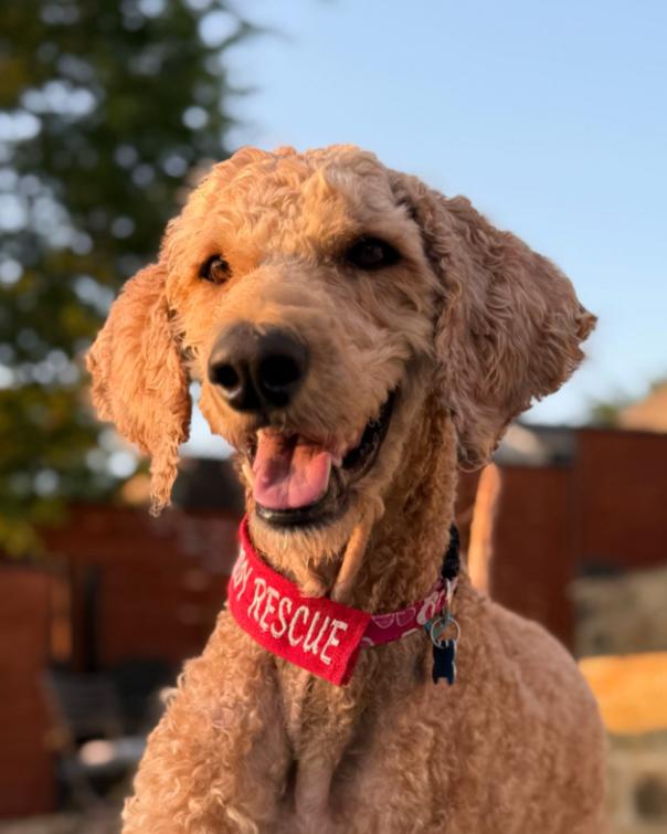 Beckham, an adopted mixed breed in Garland, TX image 2/4