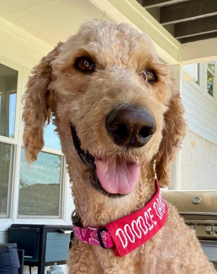 Beckham, adopted, Adult Male Standard Poodle.