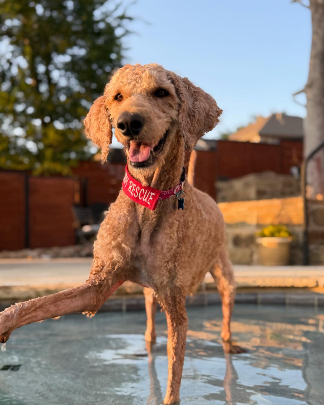Beckham, an adopted mixed breed in Garland, TX image 3/4