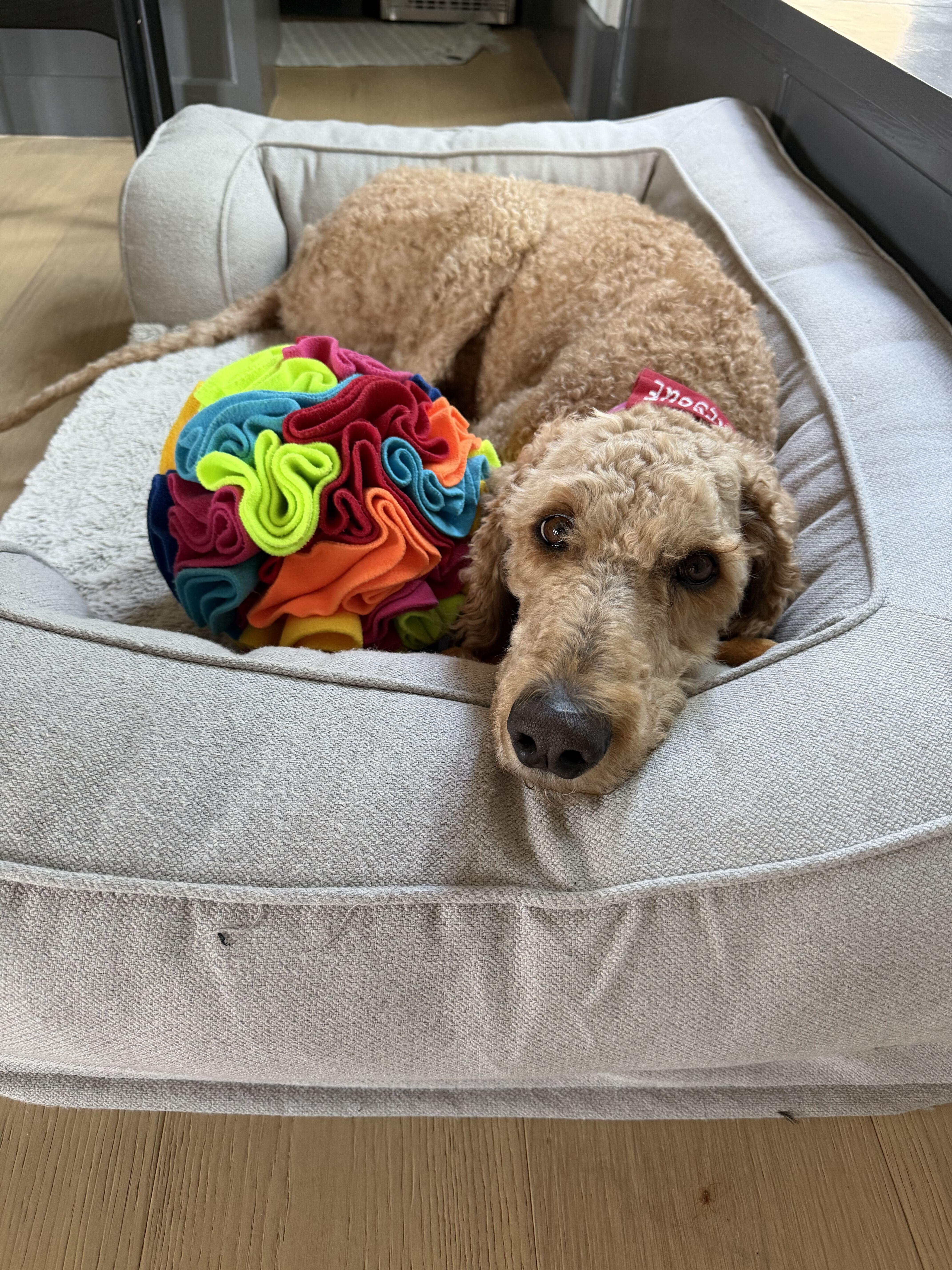 Beckham, an adopted mixed breed in Garland, TX image 4/4