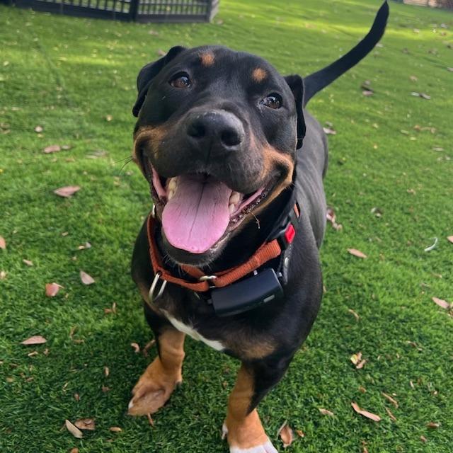 Enlarge Buddy, a Adoptable Mixed Breed in Lake Panasoffkee, FL image 1/6