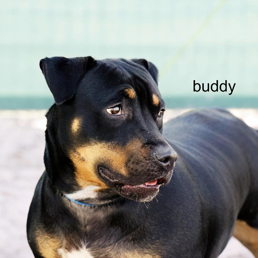 Buddy, a Adoptable Mixed Breed in Lake Panasoffkee, FL image 1/6