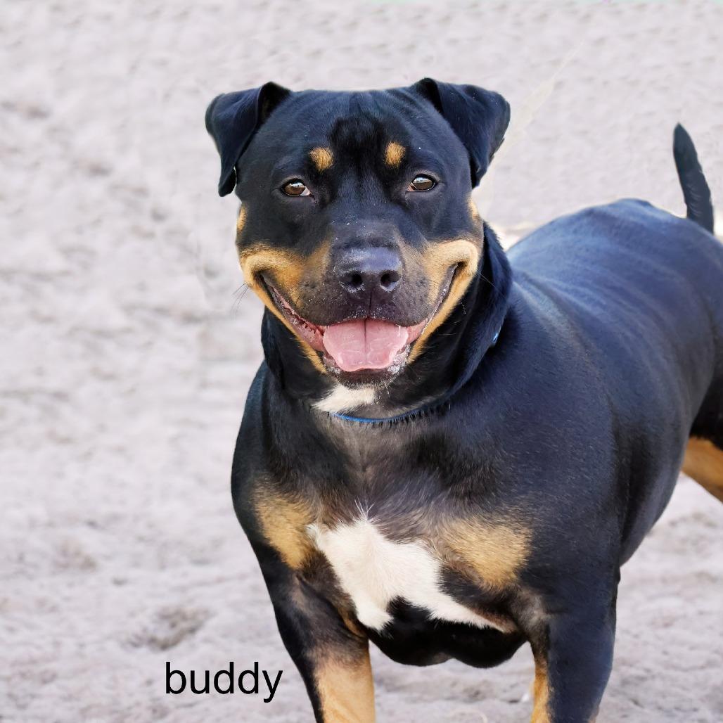 Buddy, a Adoptable Mixed Breed in Lake Panasoffkee, FL image 2/6
