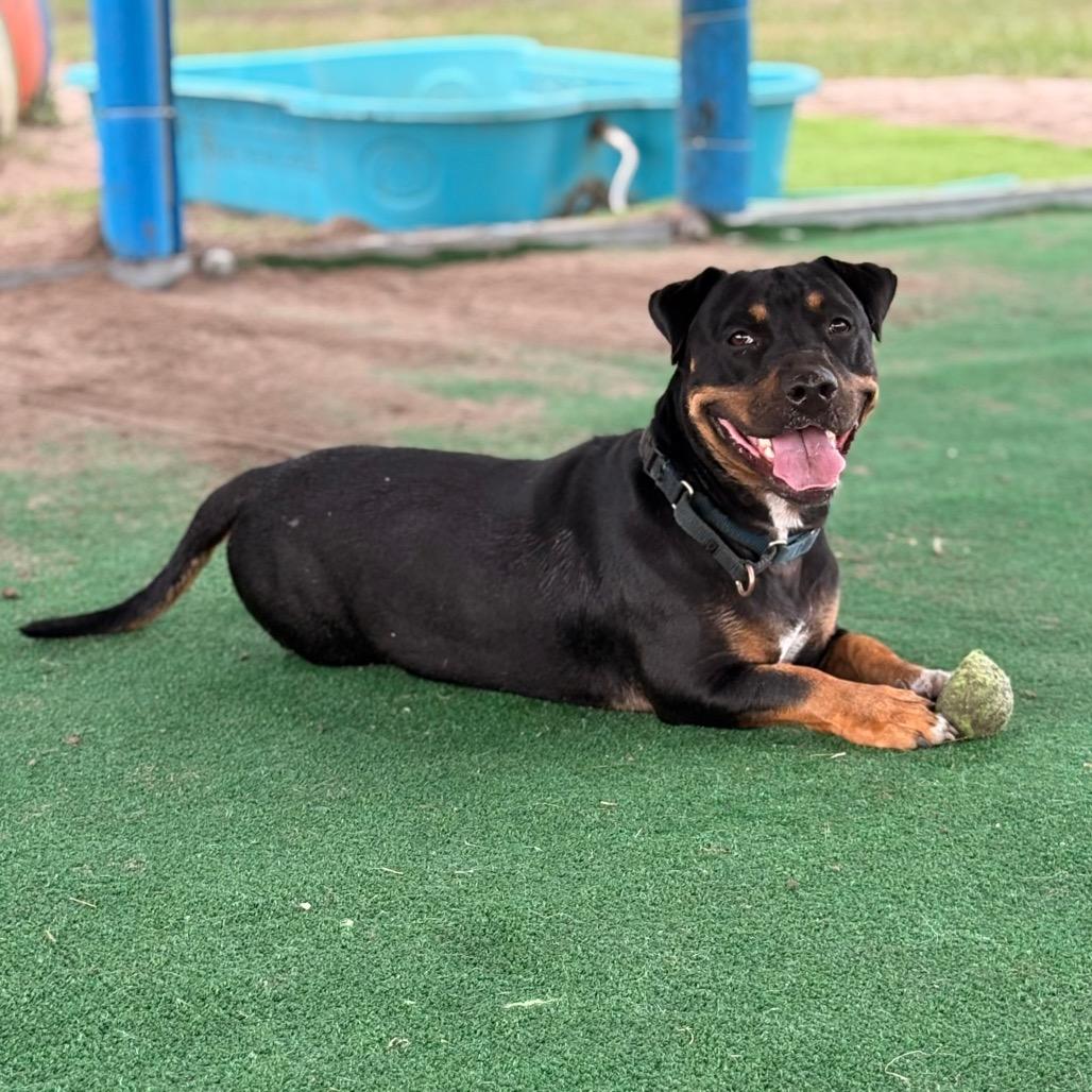 Buddy, a Adoptable Mixed Breed in Lake Panasoffkee, FL image 3/6