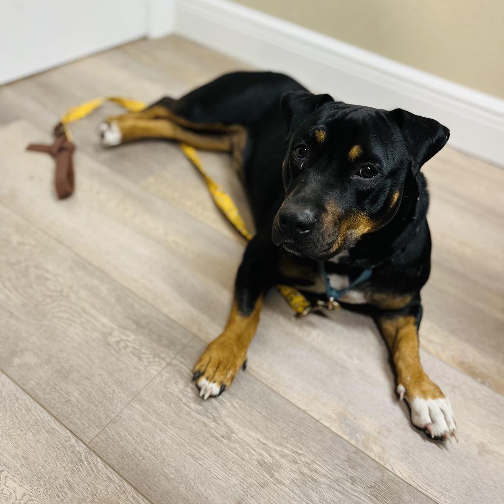 Buddy, a Adoptable Mixed Breed in Lake Panasoffkee, FL image 5/6