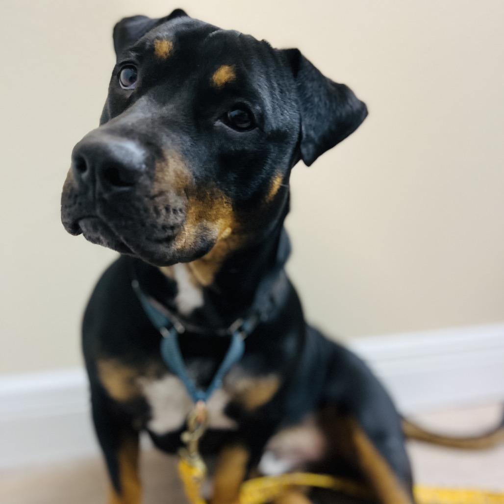Buddy, a Adoptable Mixed Breed in Lake Panasoffkee, FL image 6/6