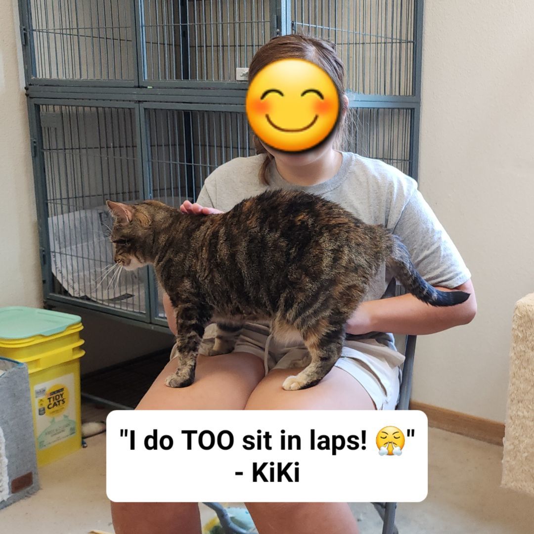 Cat for adoption KiKi, a Domestic Short Hair in Wahpeton, ND Petfinder