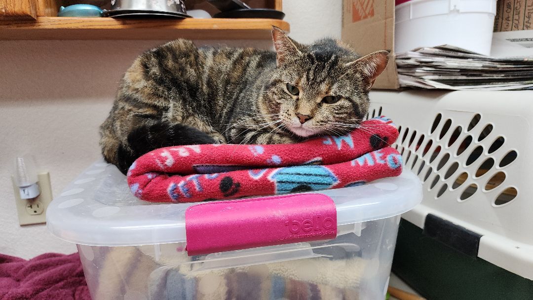 Cat for adoption KiKi, a Domestic Short Hair in Wahpeton, ND Petfinder