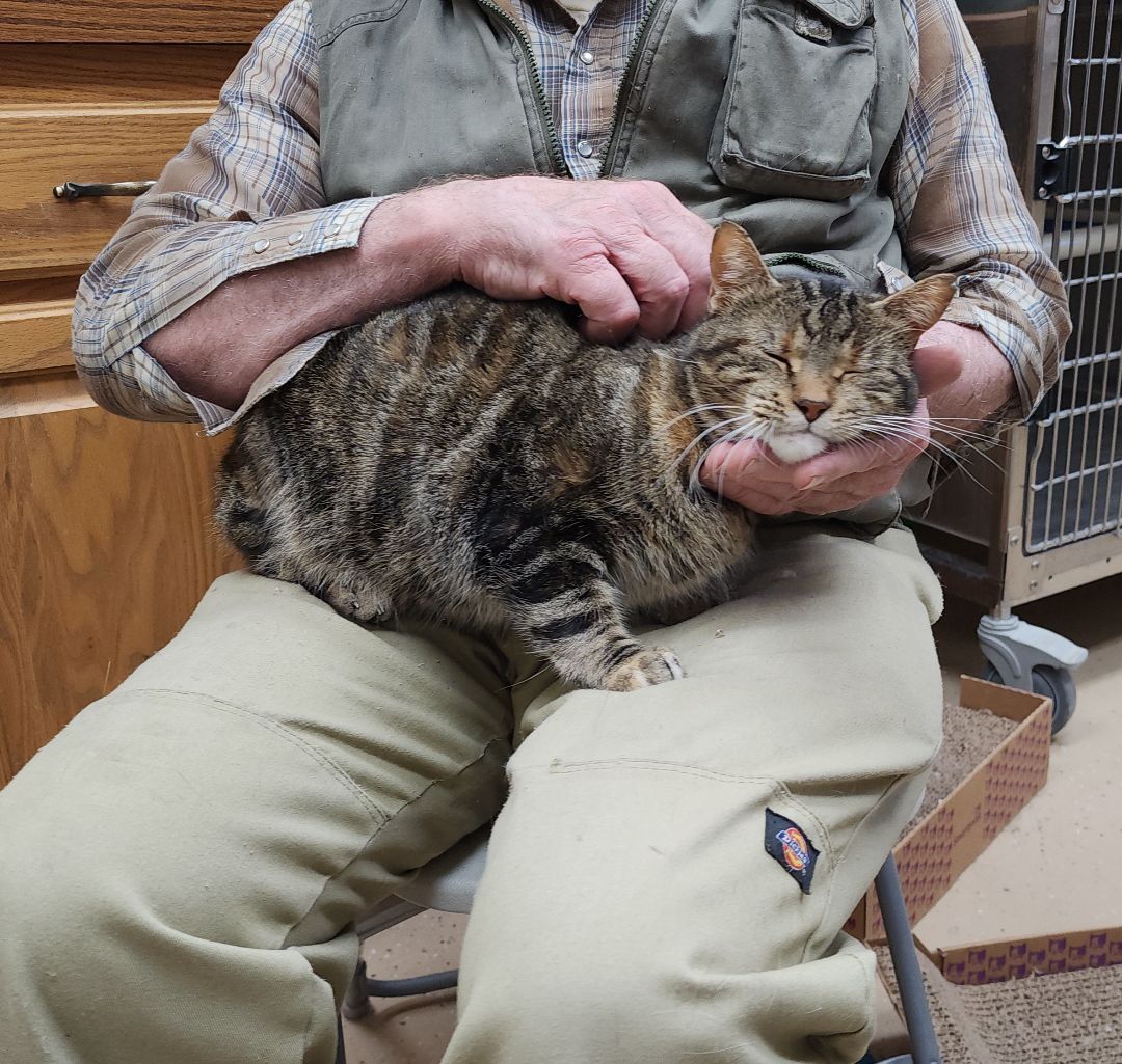 Cat for adoption KiKi, a Domestic Short Hair in Wahpeton, ND Petfinder