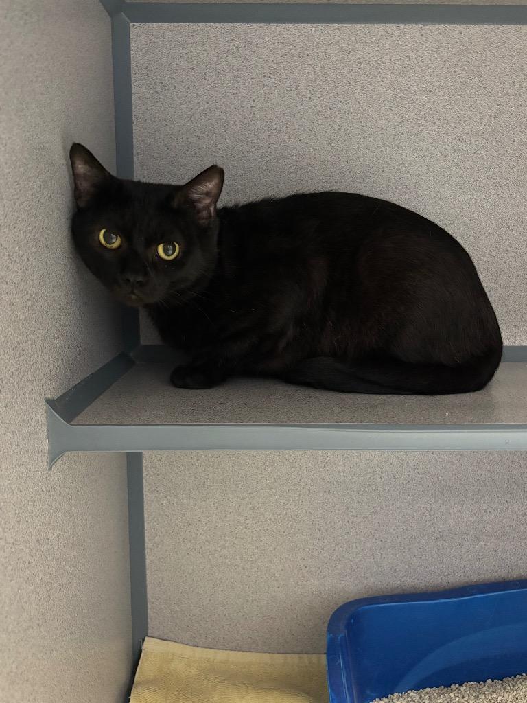 Neo, a Adoptable mixed breed in Liverpool, NY image 3/4