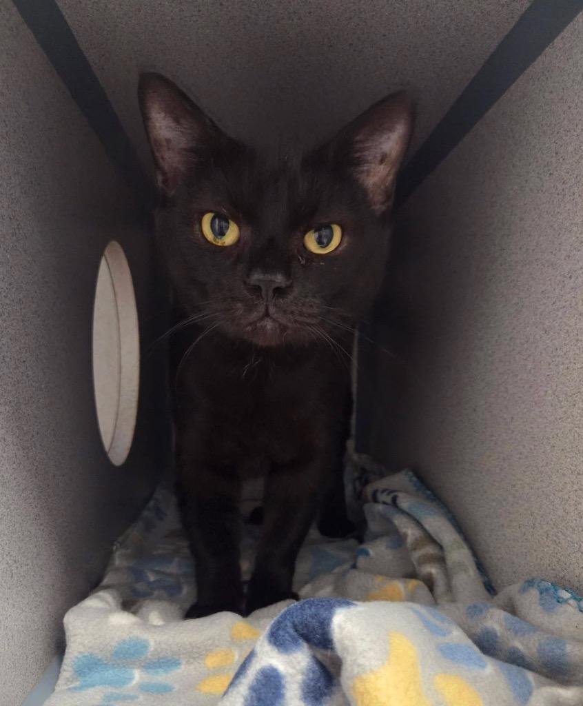 Neo, a Adoptable mixed breed in Liverpool, NY image 4/4