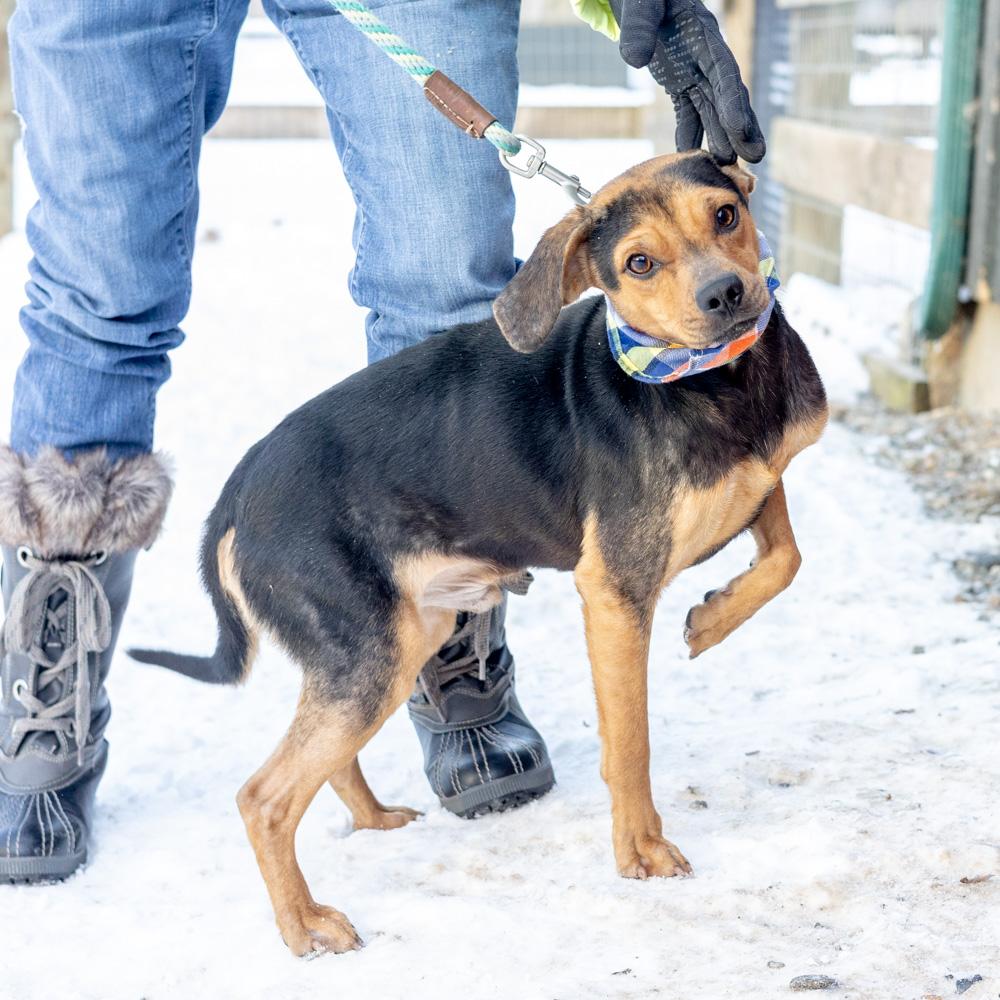 Enlarge Eddy (Male)  , a Adoptable mixed breed in West Grove, PA image 5/6