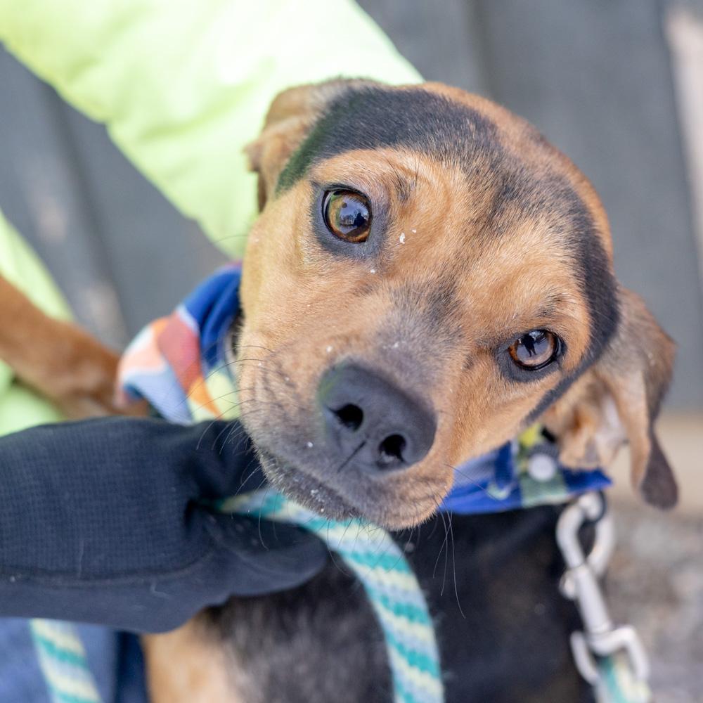 Enlarge Eddy (Male)  , a Adoptable mixed breed in West Grove, PA image 4/6