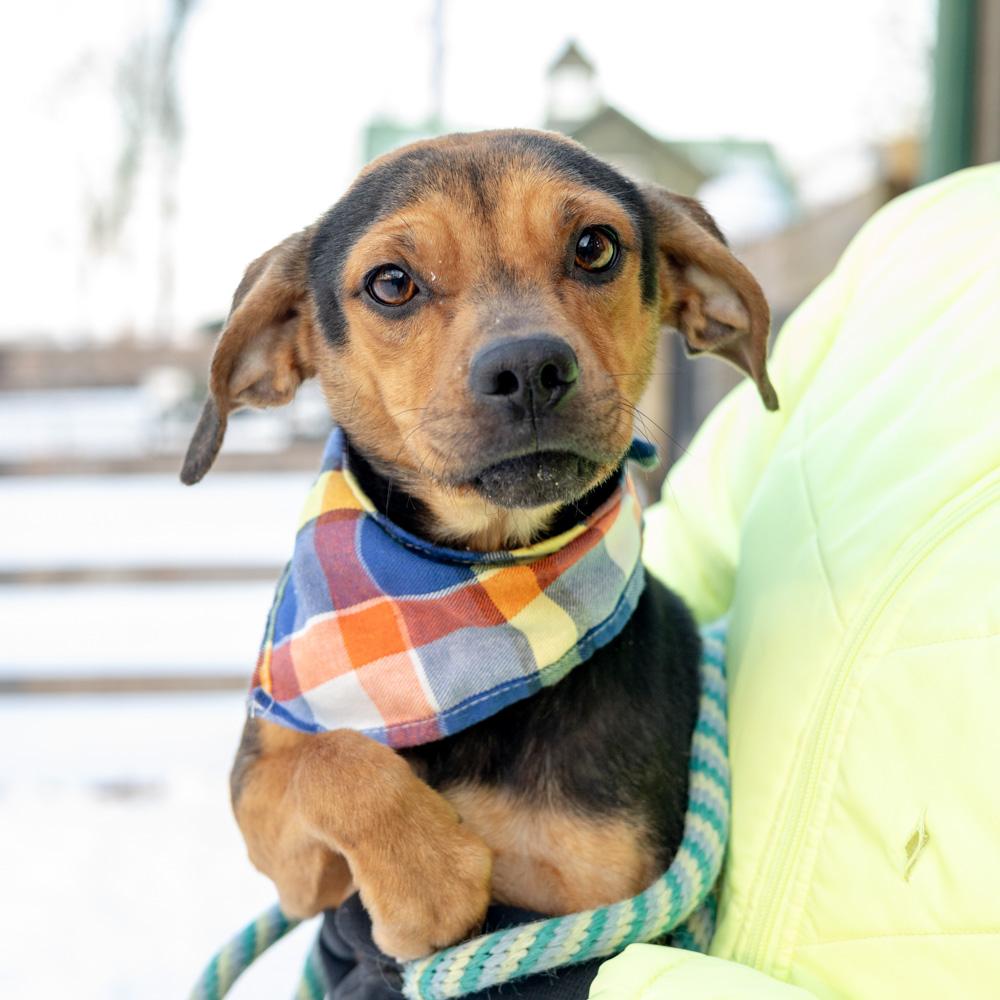 Eddy (Male)  , Adoptable, Adult Male Beagle & Hound.