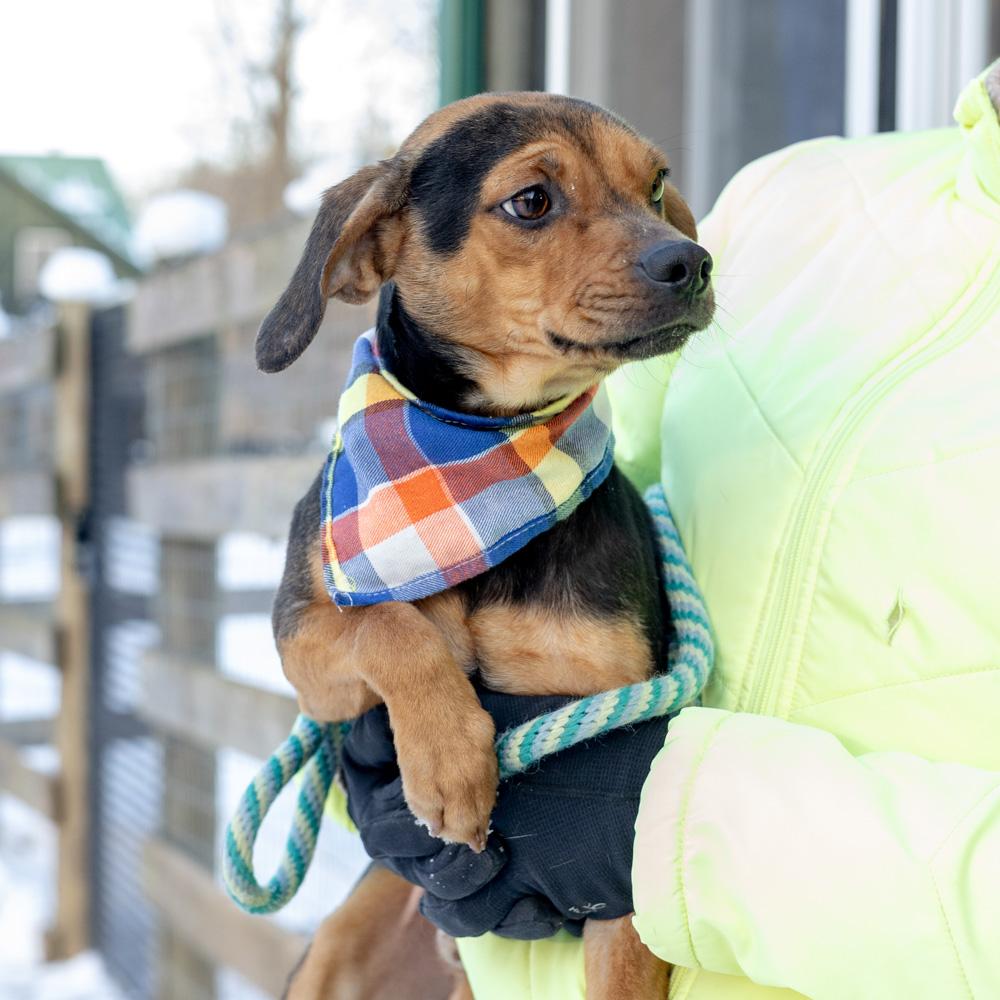 Enlarge Eddy (Male)  , a Adoptable mixed breed in West Grove, PA image 6/6