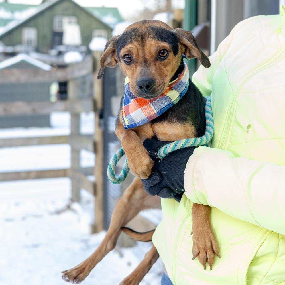 Enlarge Eddy (Male)  , a Adoptable mixed breed in West Grove, PA image 3/6