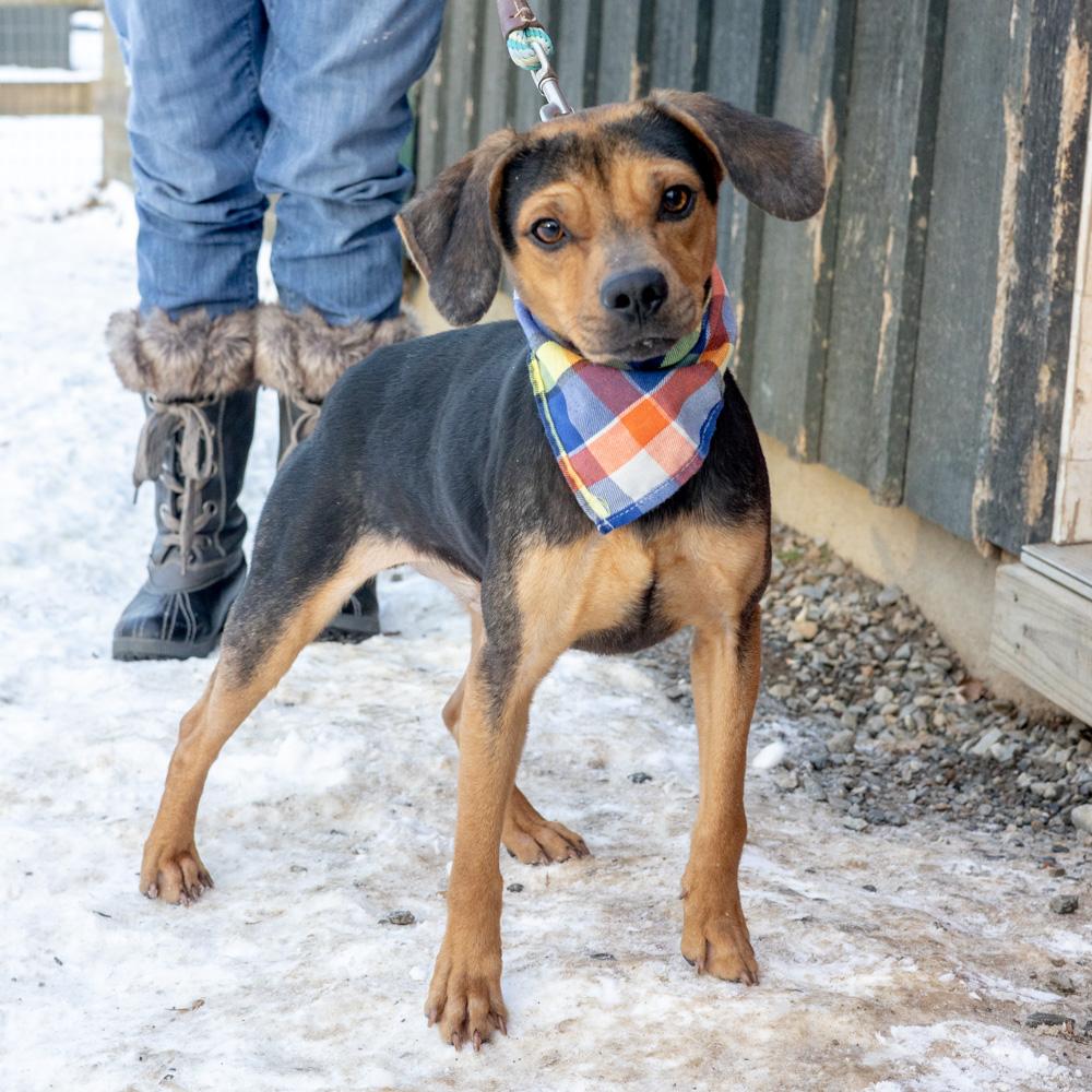 Enlarge Eddy (Male)  , a Adoptable mixed breed in West Grove, PA image 2/6
