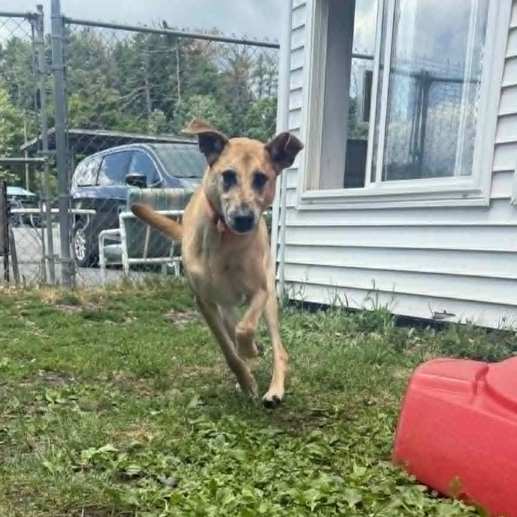 Enlarge Xavier, a Adoptable Mixed Breed in Saugerties, NY image 2/6