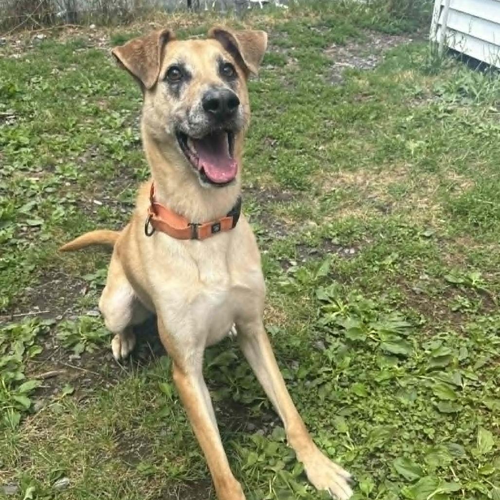 Enlarge Xavier, a Adoptable Mixed Breed in Saugerties, NY image 4/6