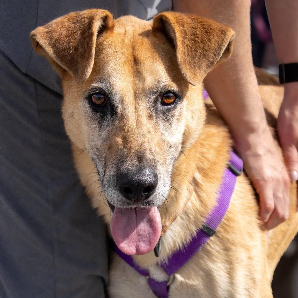 Enlarge Xavier, a Adoptable Mixed Breed in Saugerties, NY image 4/6