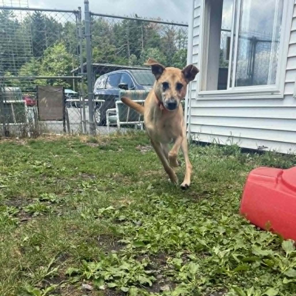 Enlarge Xavier, a Adoptable Mixed Breed in Saugerties, NY image 6/6