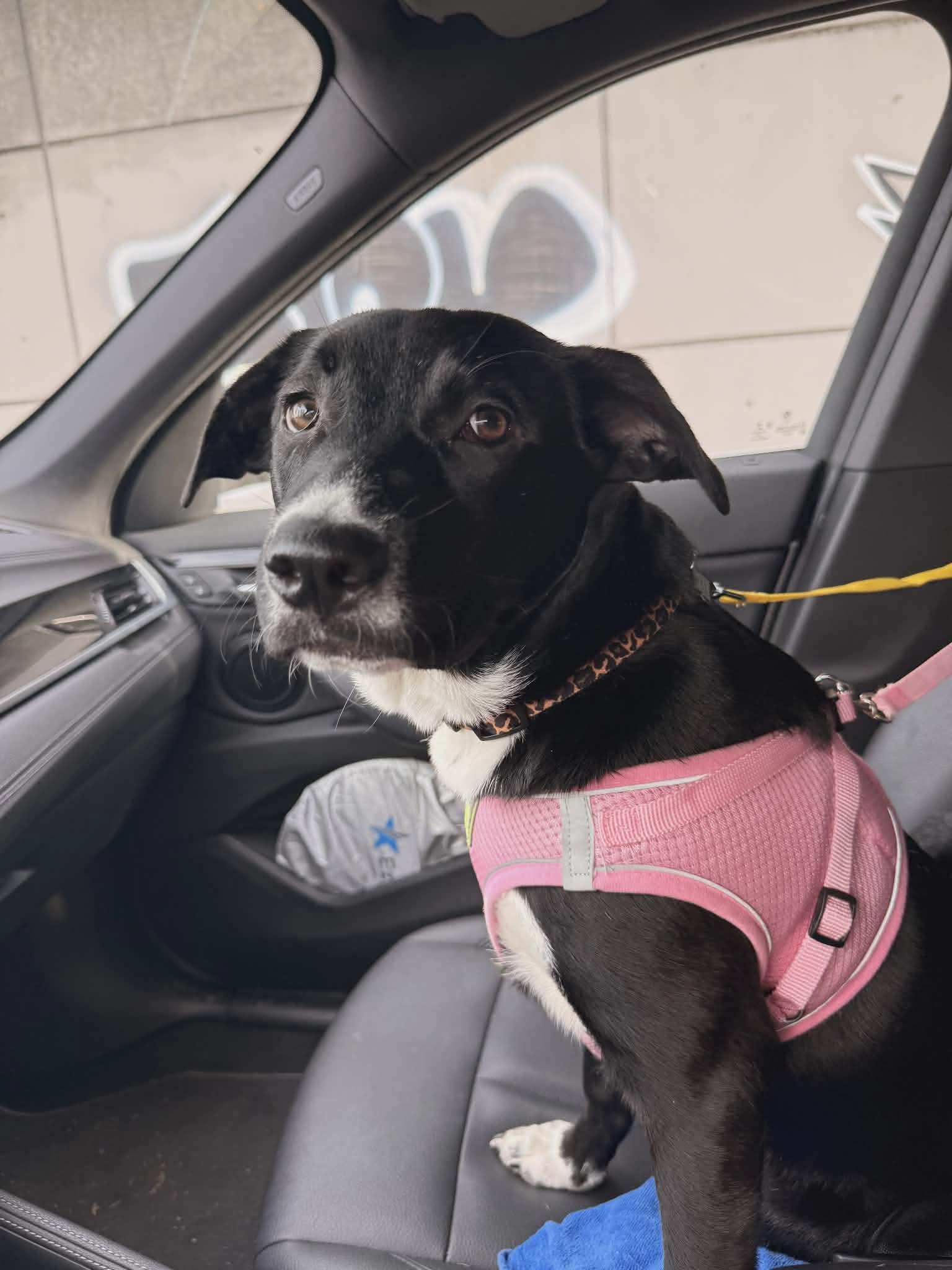 Enlarge Manda, a Adoptable Mixed Breed in Puyallup, WA image 5/6