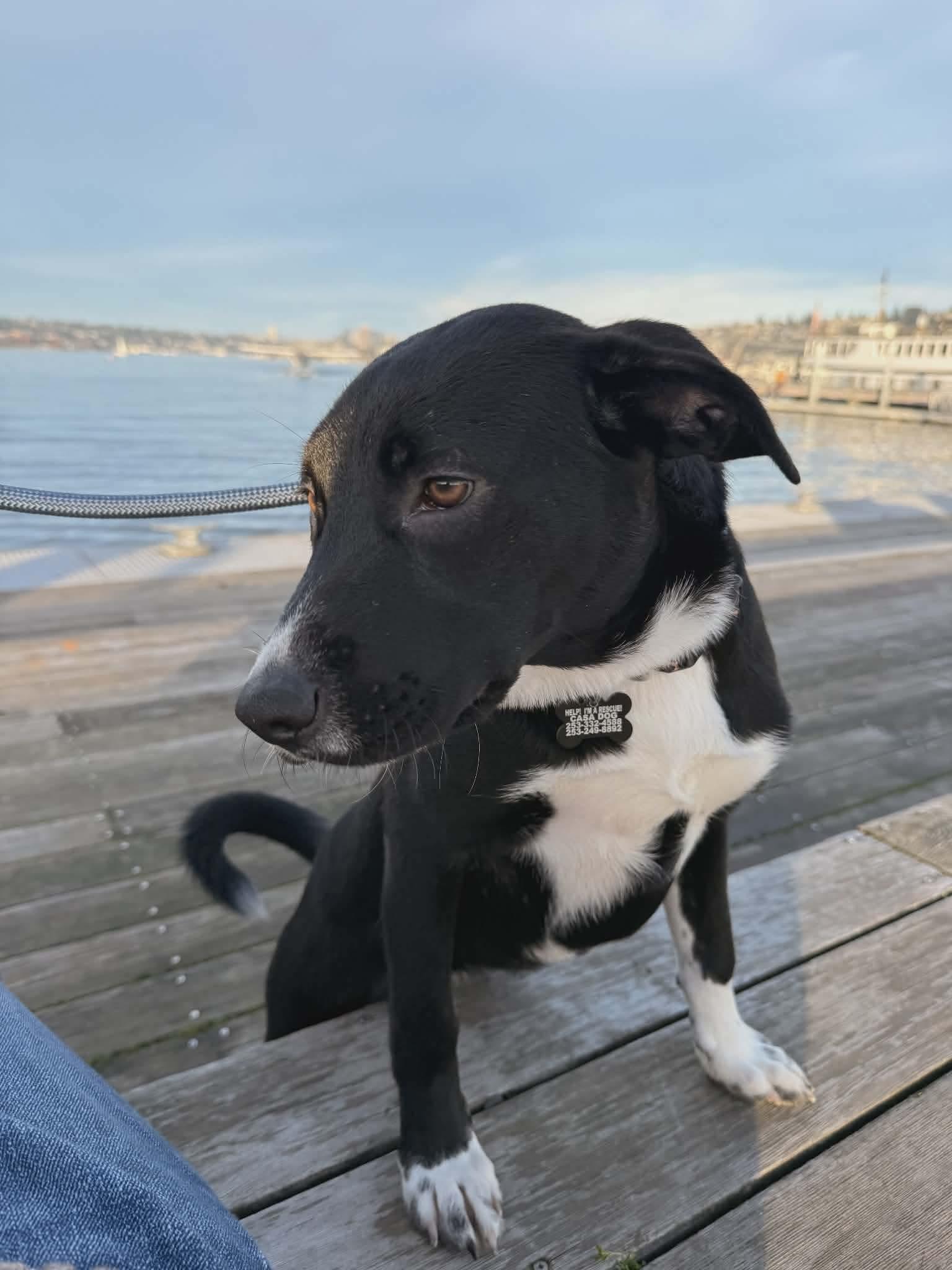 Enlarge Manda, a Adoptable Mixed Breed in Puyallup, WA image 6/6