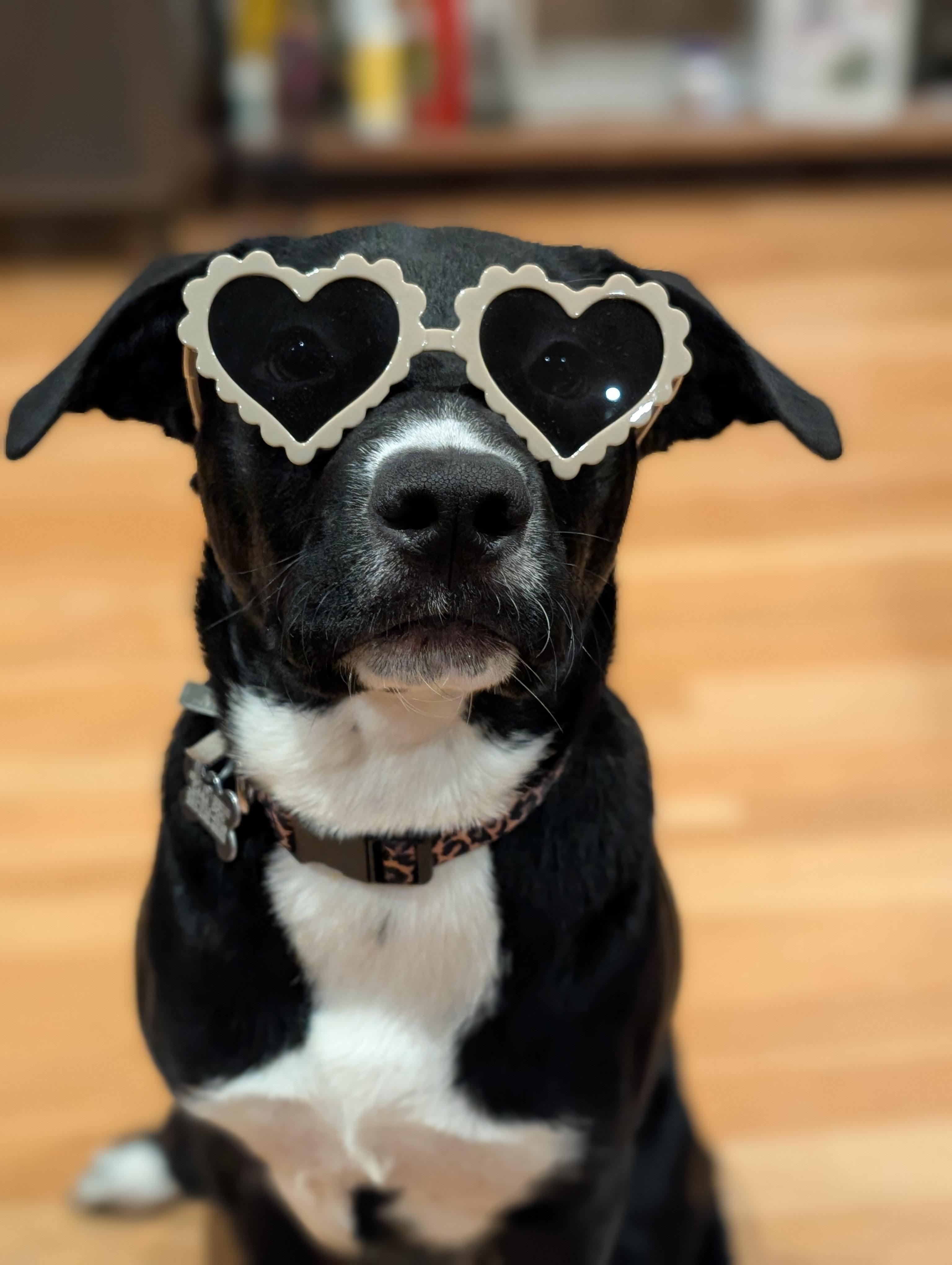 Enlarge Manda, a Adoptable Mixed Breed in Puyallup, WA image 1/6