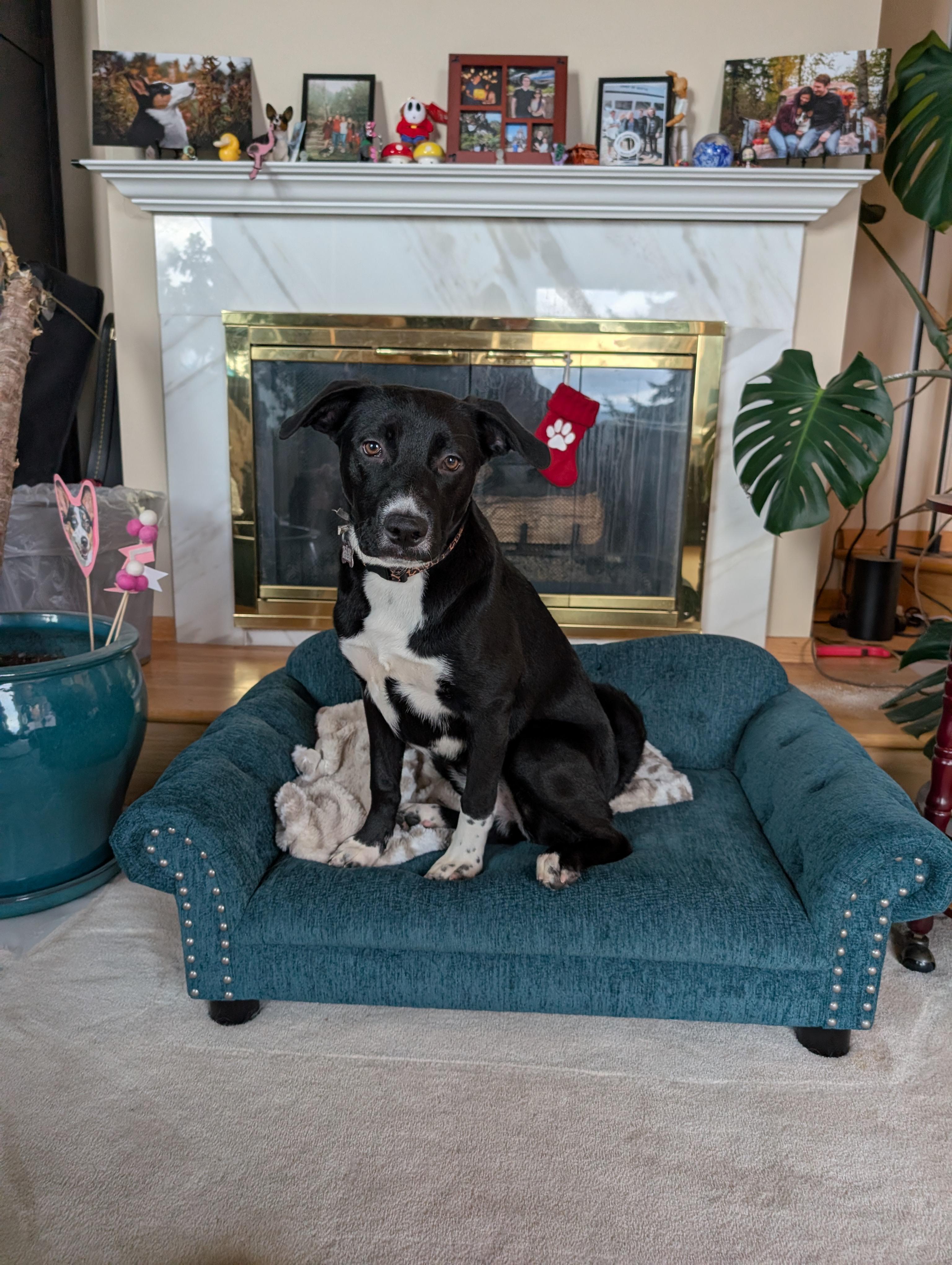 Enlarge Manda, a Adoptable Mixed Breed in Puyallup, WA image 4/6