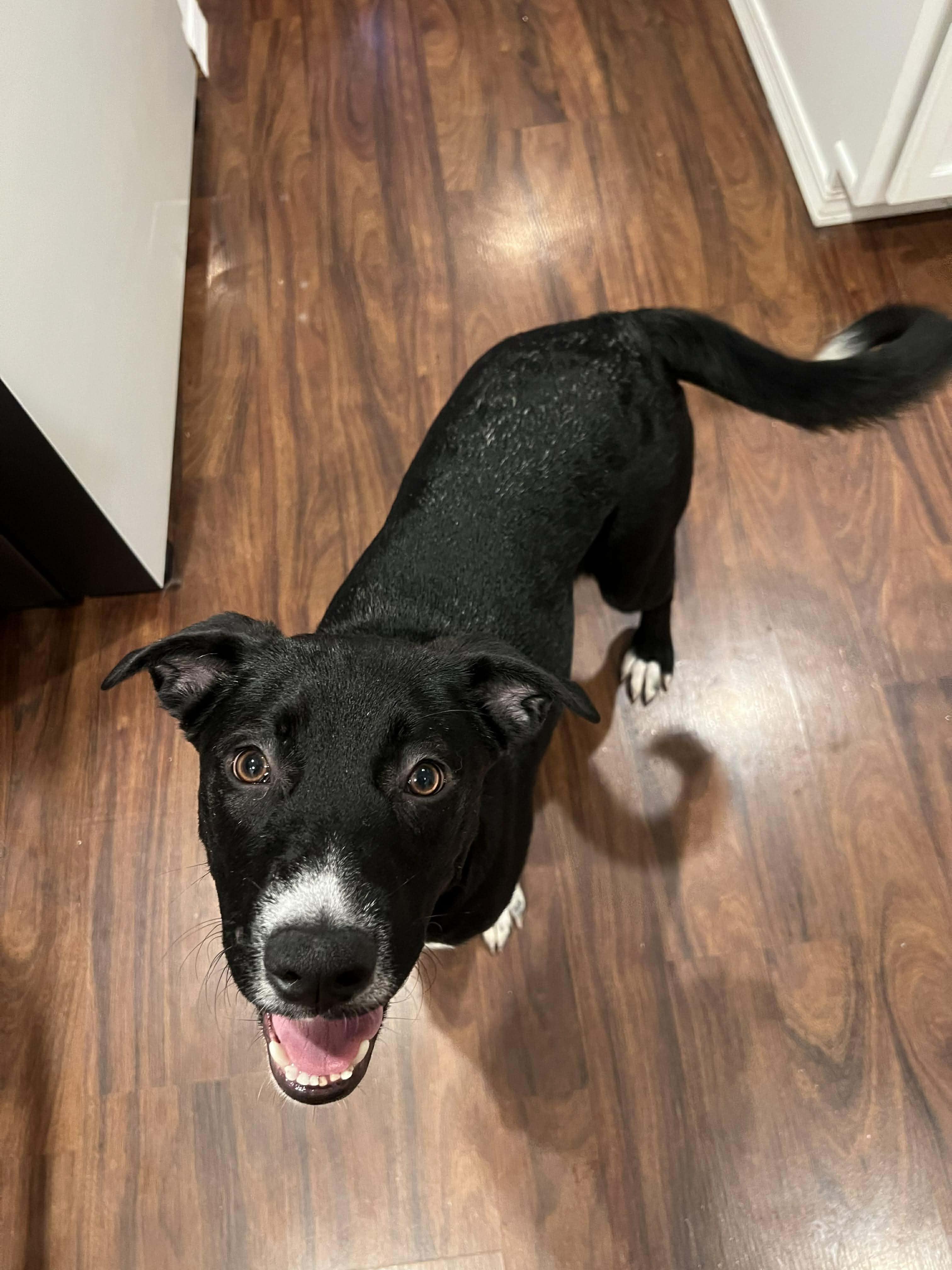 Enlarge Manda, a Adoptable Mixed Breed in Puyallup, WA image 2/6