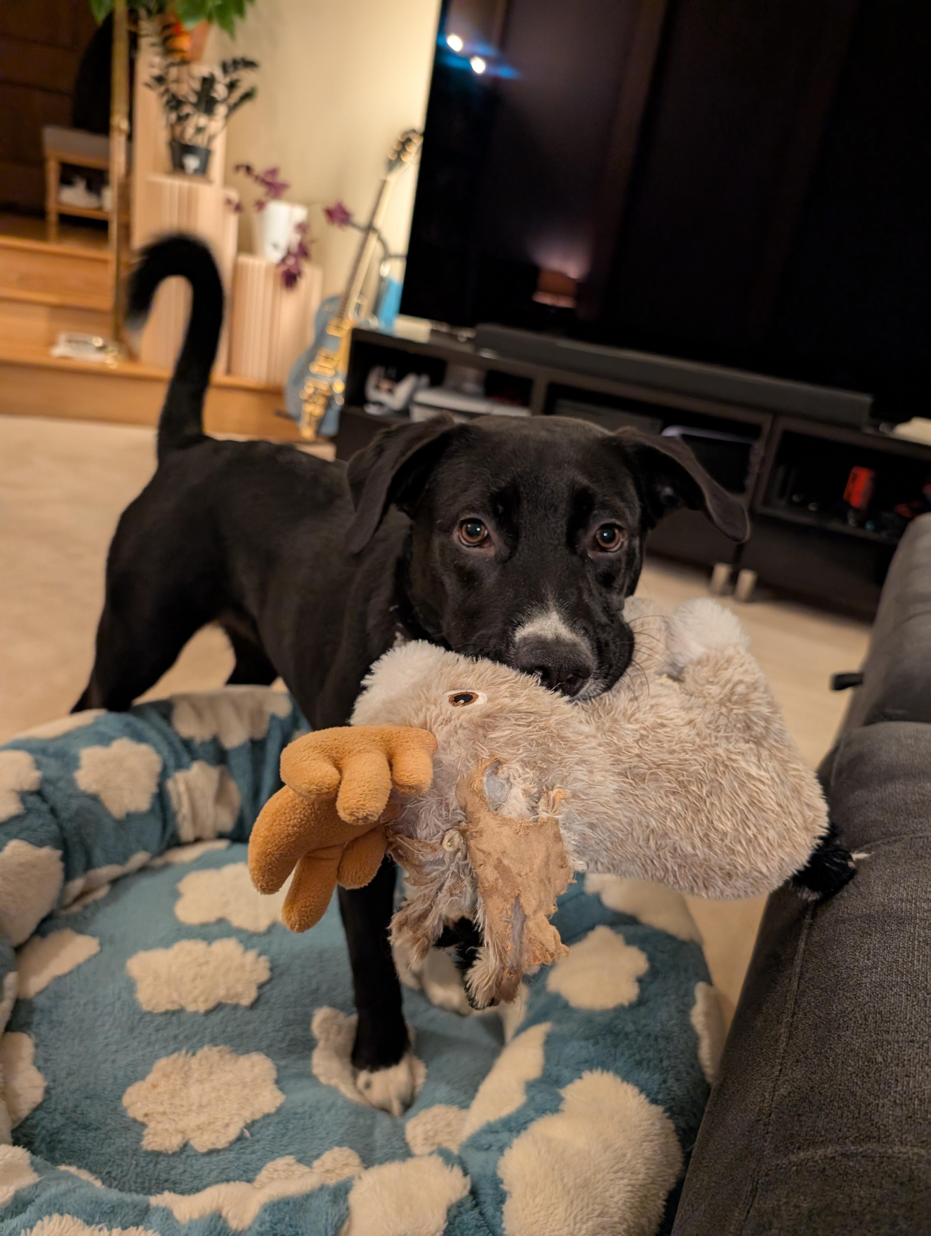 Enlarge Manda, a Adoptable Mixed Breed in Puyallup, WA image 3/6