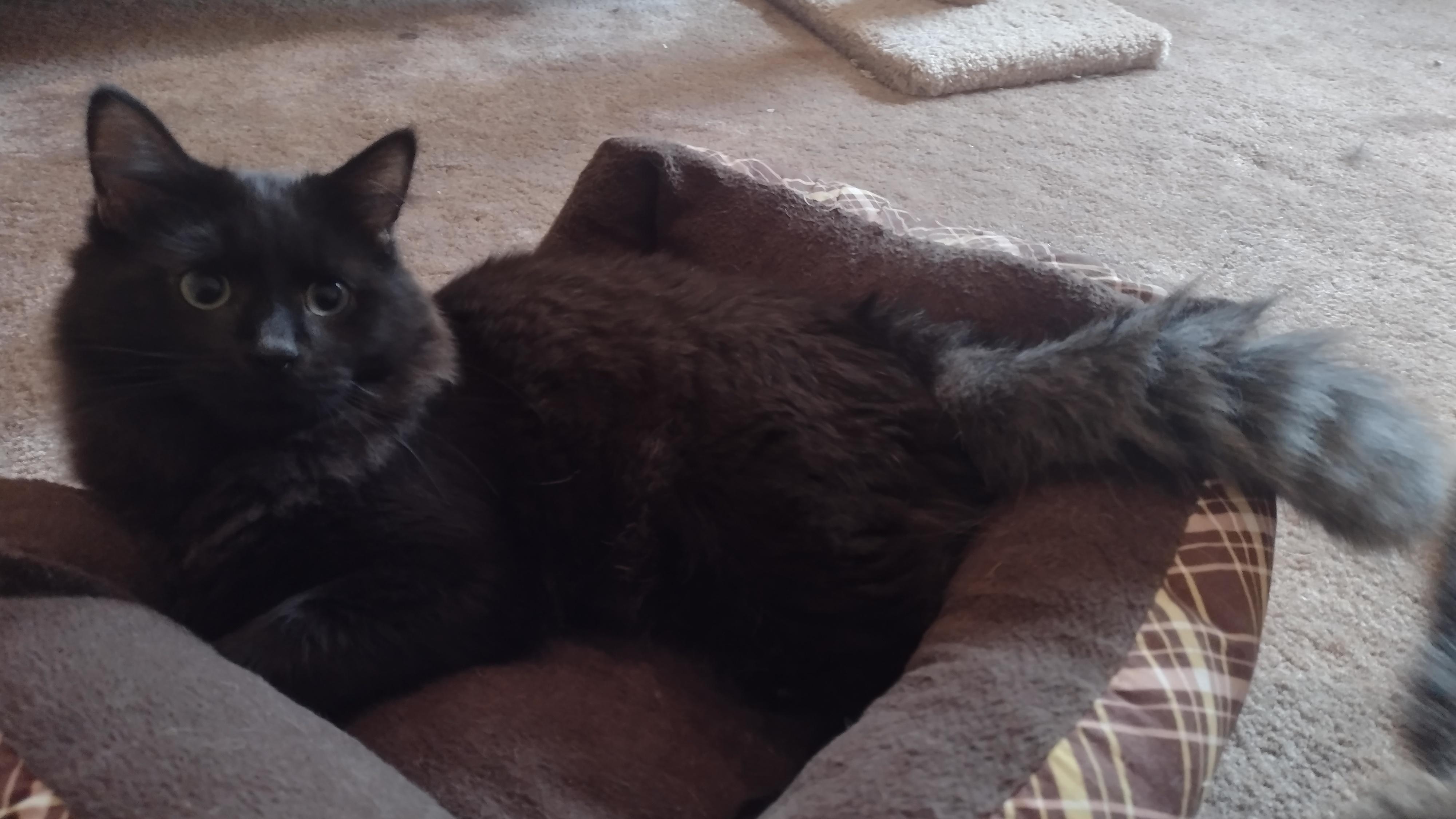 Orwell, Adoptable, Young Male Domestic Long Hair & Maine Coon.