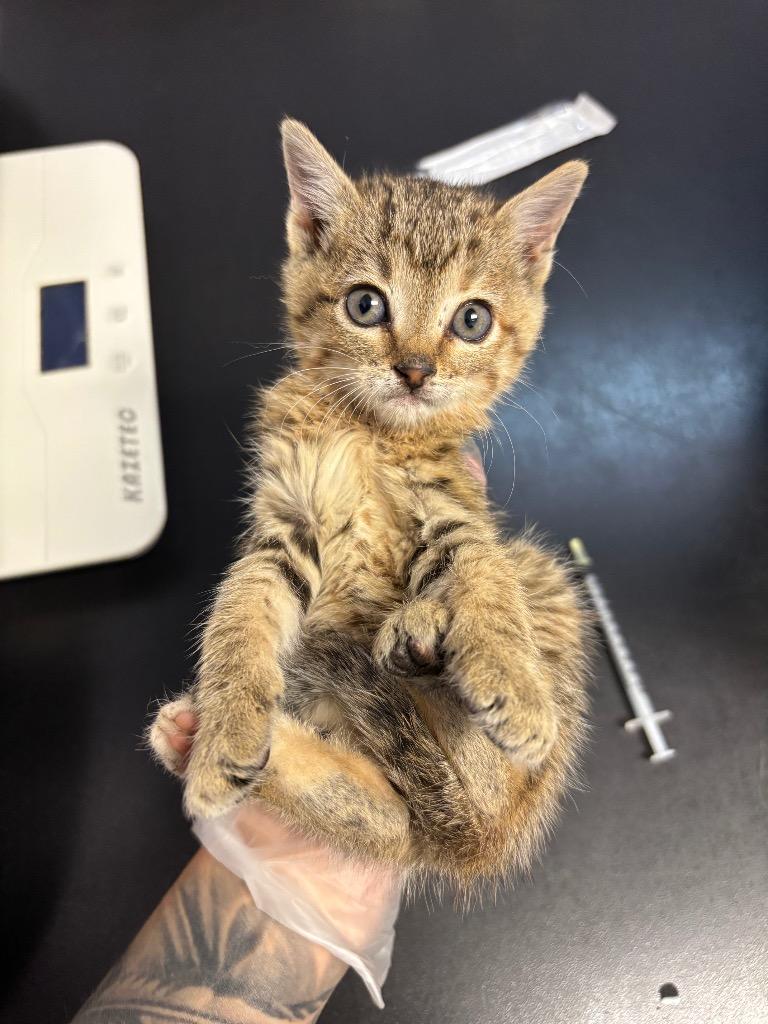 Daisy, Adoptable, Kitten Female Domestic Short Hair.