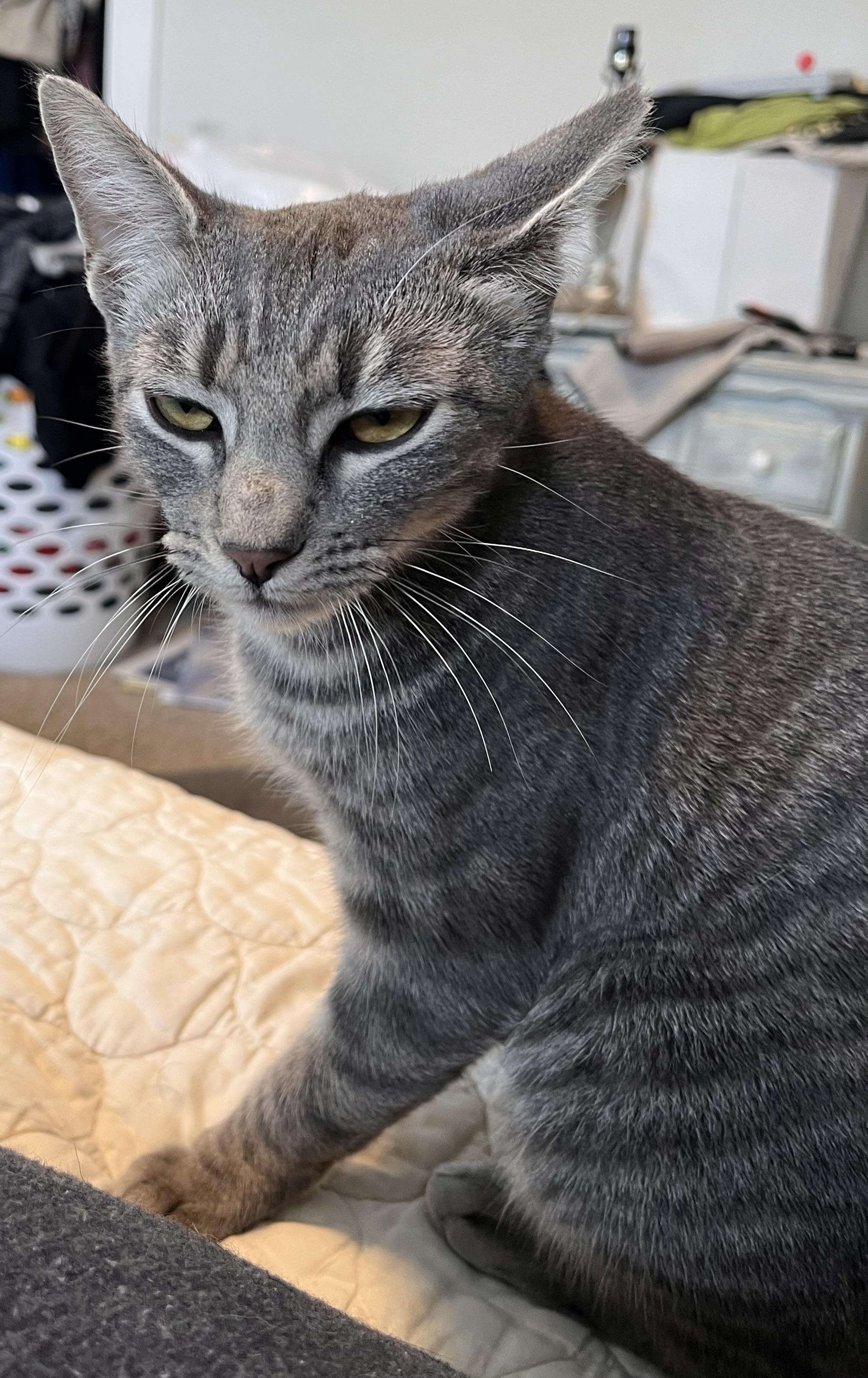 Gabby, a Adoptable Domestic Short Hair in Norfolk, VA image 4/6