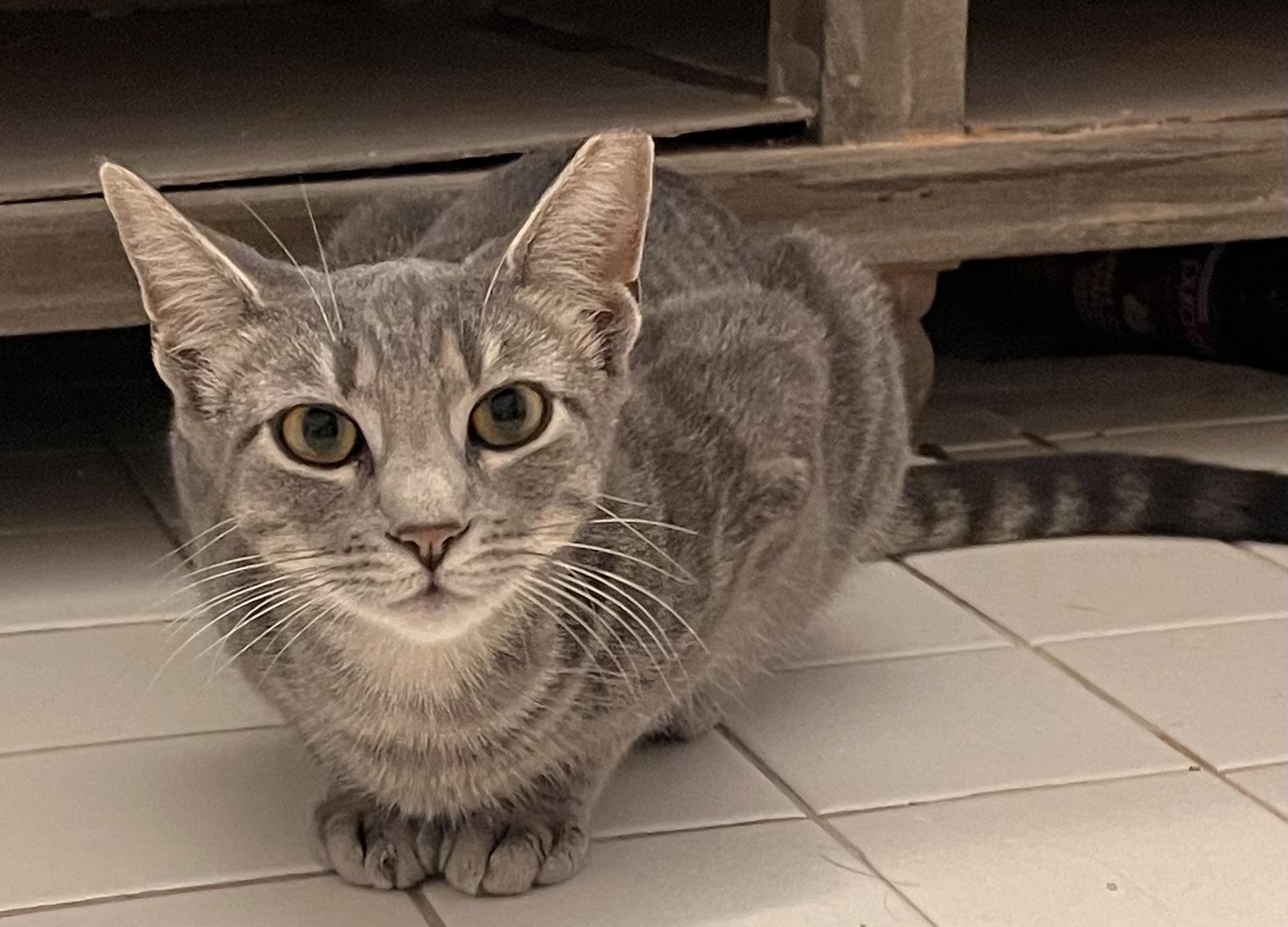 Gabby, a Adoptable Domestic Short Hair in Norfolk, VA image 2/6