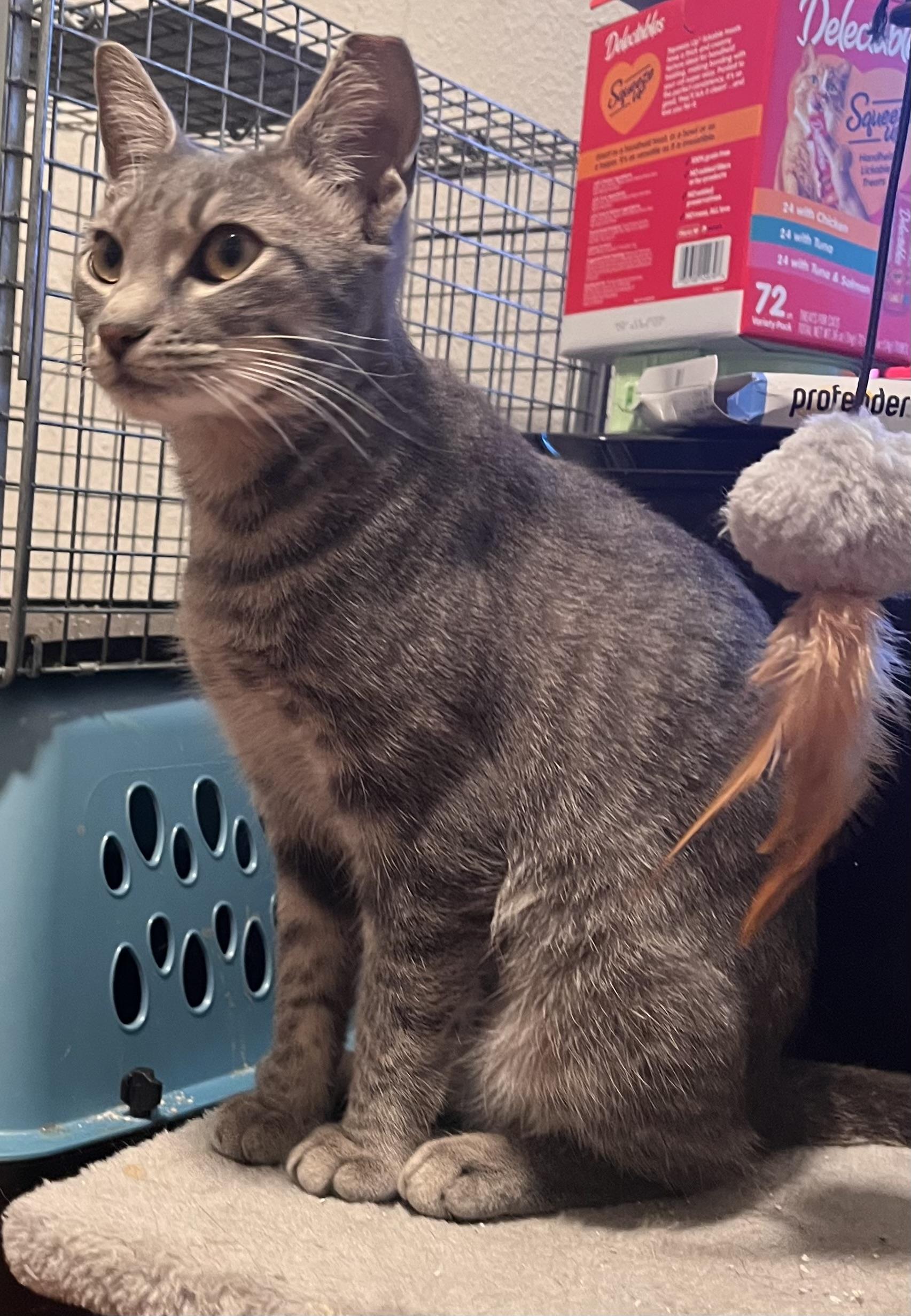 Gabby, a Adoptable Domestic Short Hair in Norfolk, VA image 3/6