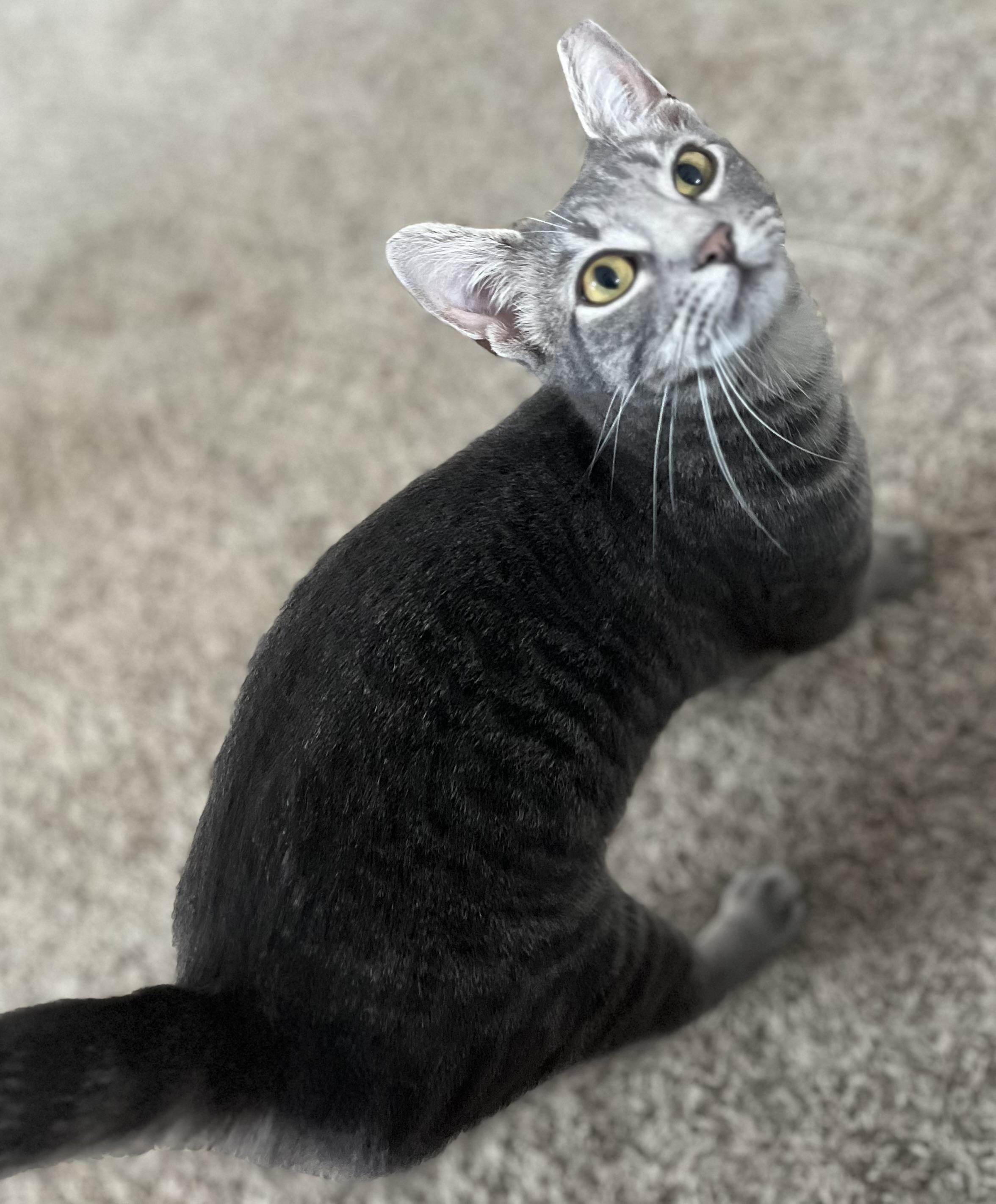 Gabby, a Adoptable Domestic Short Hair in Norfolk, VA image 6/6