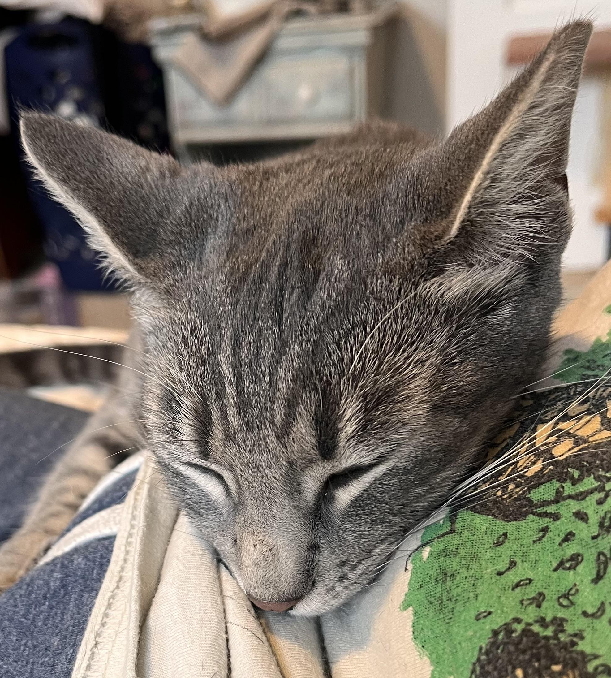 Gabby, a Adoptable Domestic Short Hair in Norfolk, VA image 5/6