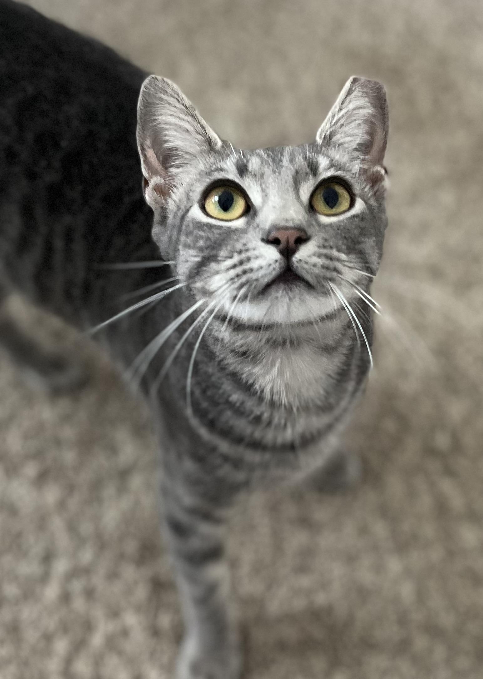 Gabby, Adoptable, Young Female Domestic Short Hair.