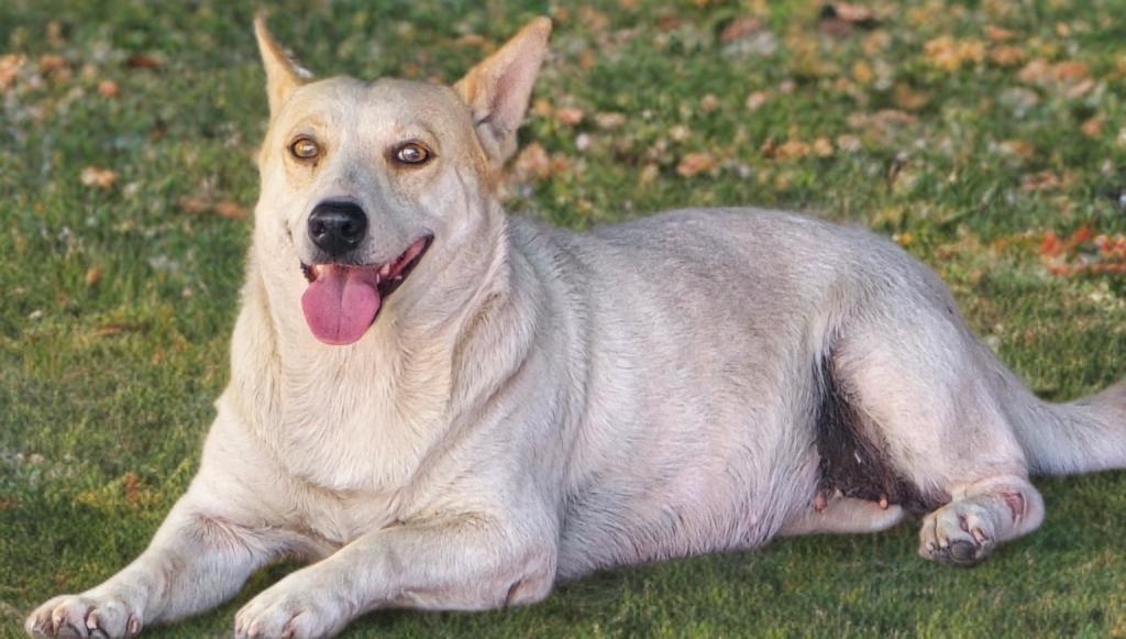 Enlarge Pumpkin, a ADOPTABLE mixed breed in Longview, TX image 3/3