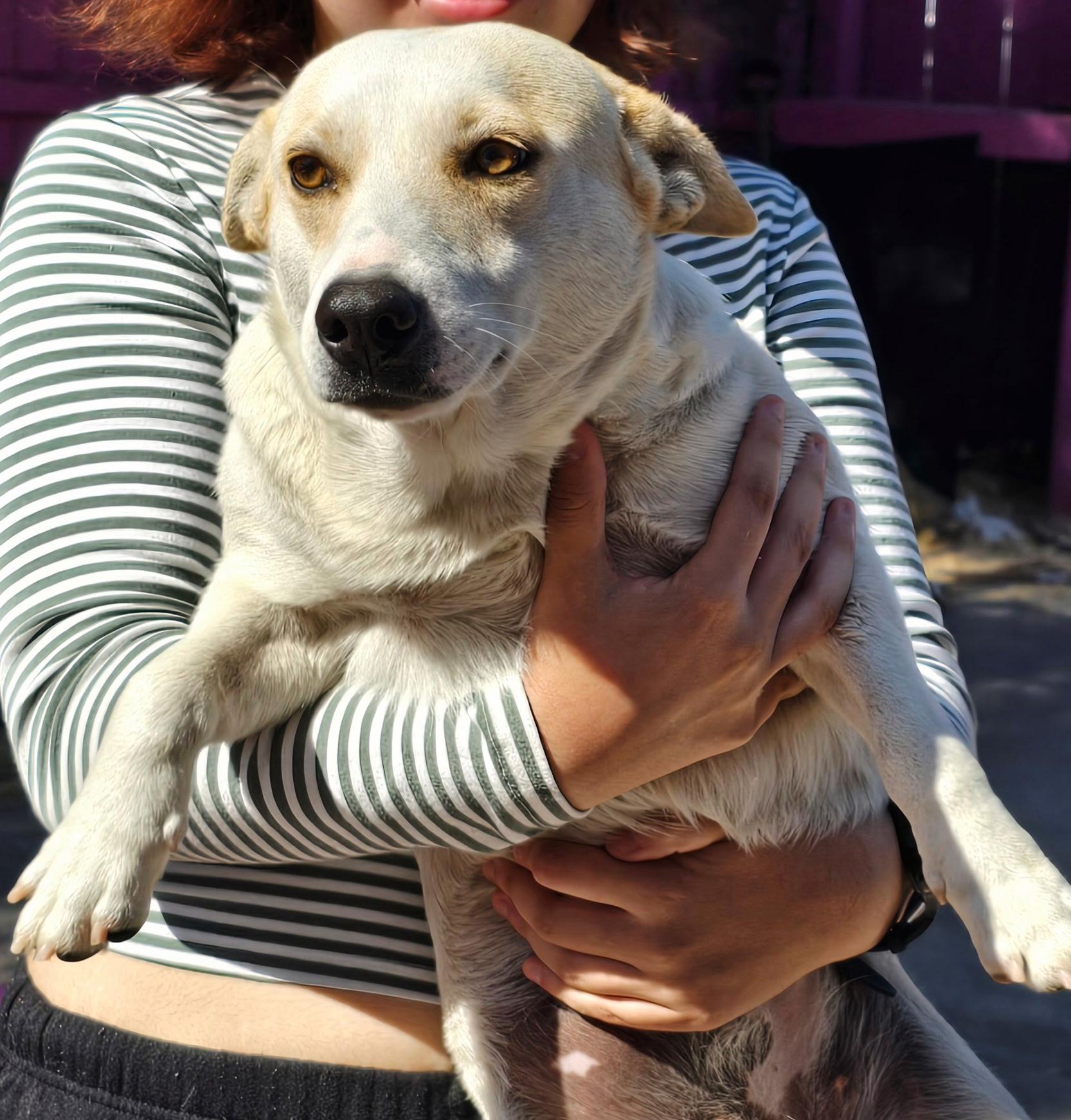 Enlarge Pumpkin, a ADOPTABLE mixed breed in Longview, TX image 2/3