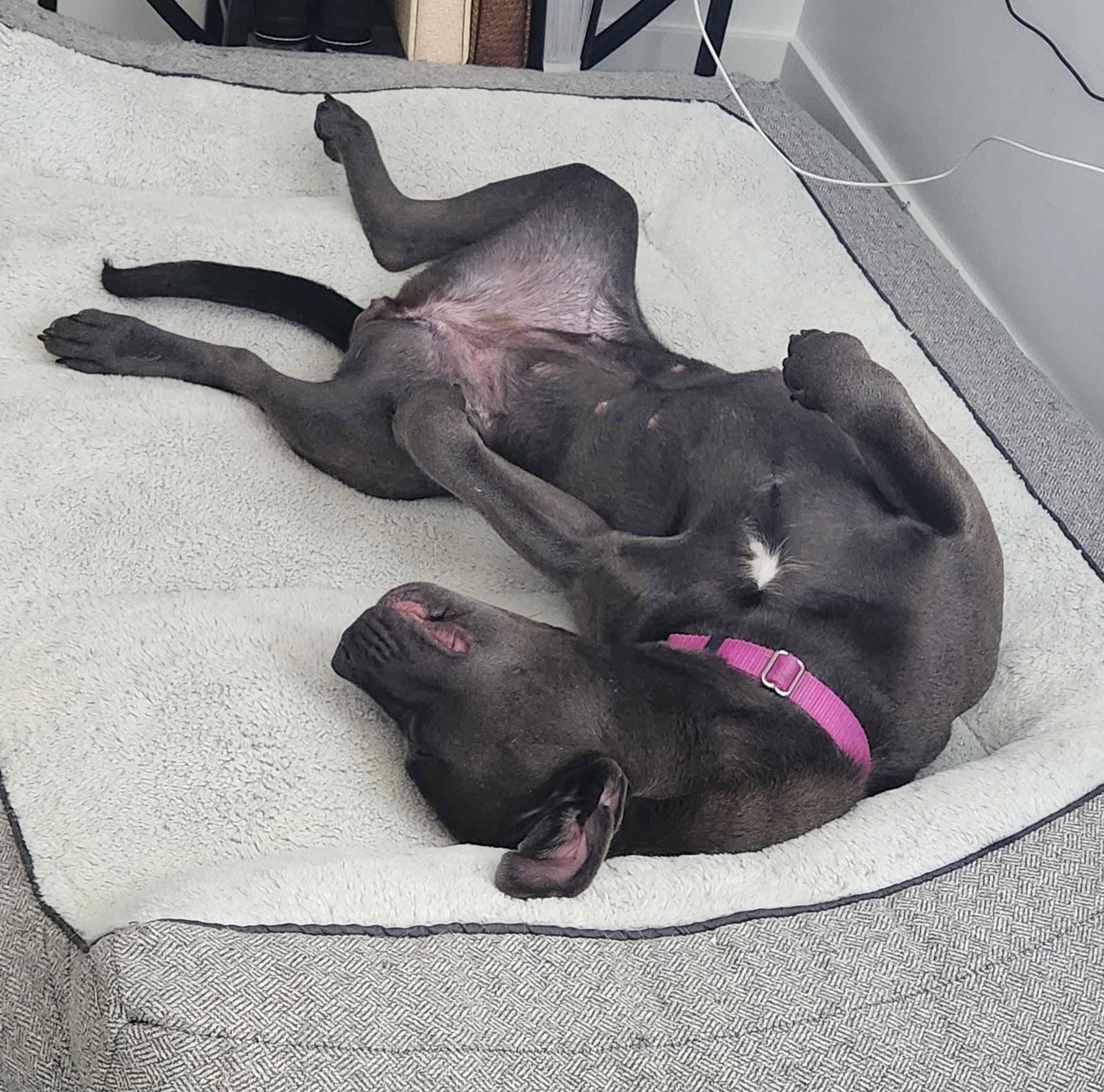 Enlarge Posie, a Adoptable Pit Bull Terrier in Abbotsford, BC image 4/4