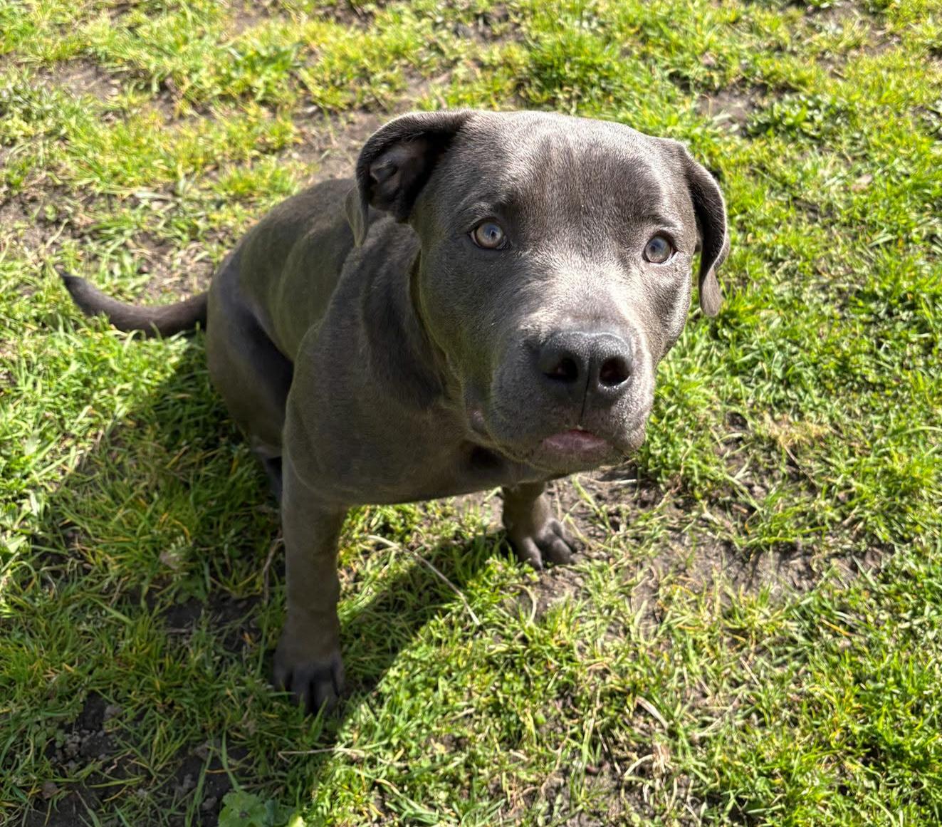 Enlarge Posie, a Adoptable Pit Bull Terrier in Abbotsford, BC image 3/4