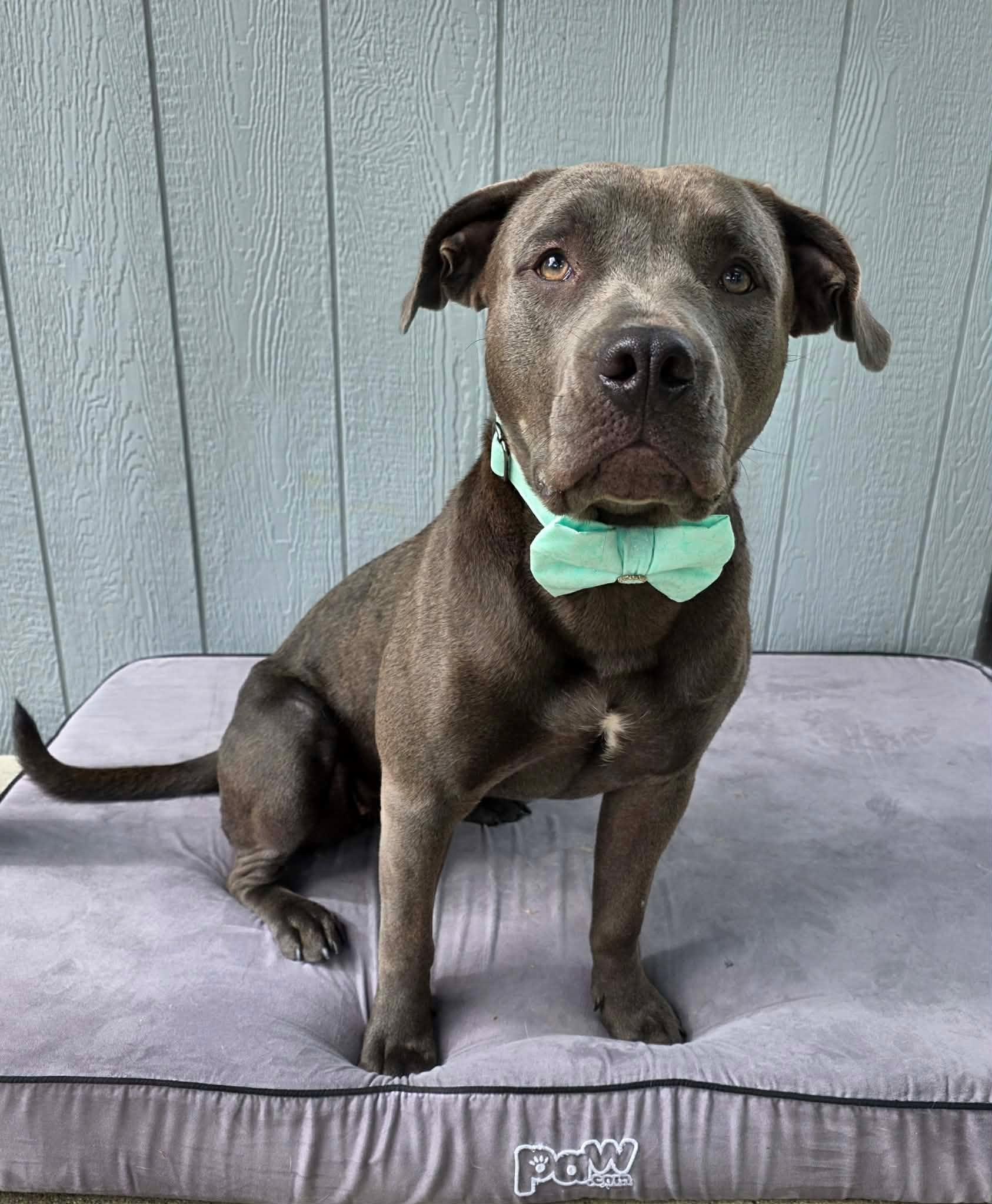 Enlarge Posie, a Adoptable Pit Bull Terrier in Abbotsford, BC image 1/4