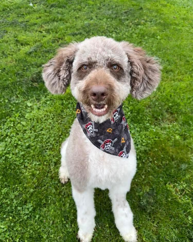 Jack Man, adopted, Young Male Standard Poodle.