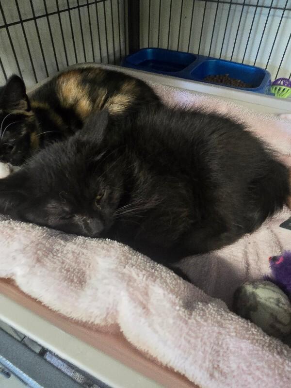 Black Pepper, Adoptable, Young Female Domestic Short Hair.