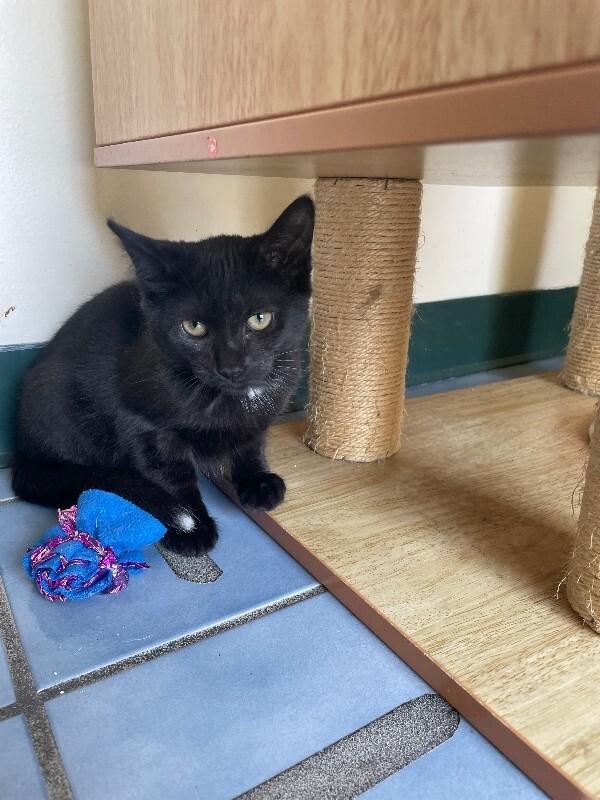 Black Pepper, Adoptable, Young Female Domestic Short Hair.