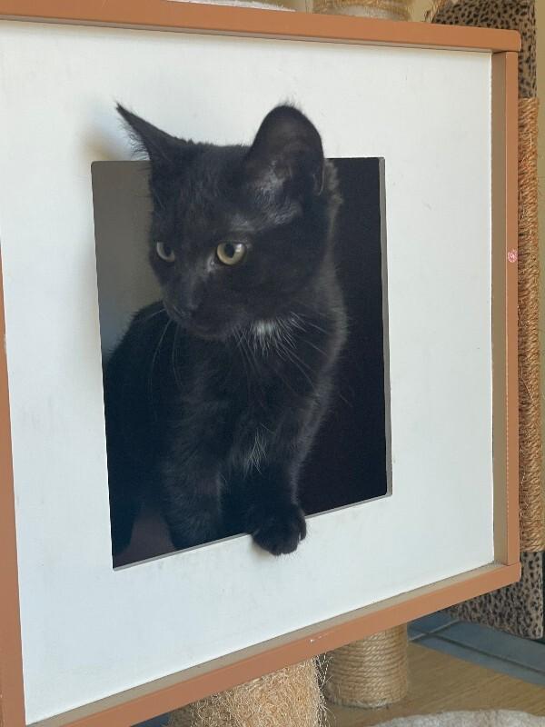 Black Pepper, a Adoptable Domestic Short Hair in Cortland, NY image 2/6