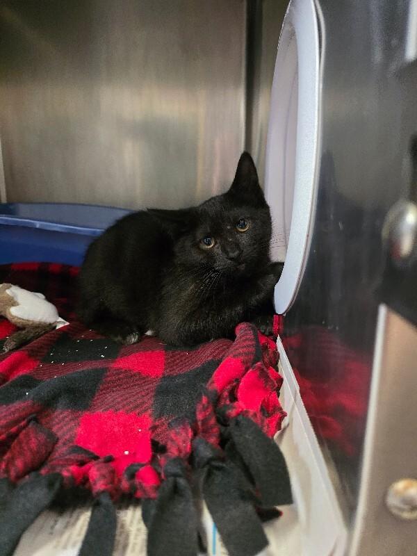 Enlarge Black Pepper, a Adoptable Domestic Short Hair in Cortland, NY image 2/2