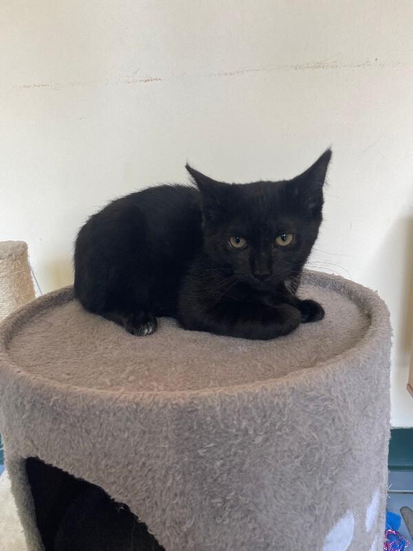 Black Pepper, a Adoptable Domestic Short Hair in Cortland, NY image 3/6